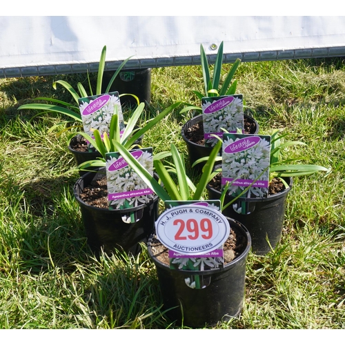 299 - Agapanthus 5 +VAT