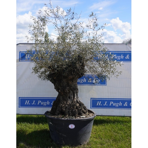 3 - Specimen Olive 8ft +vat