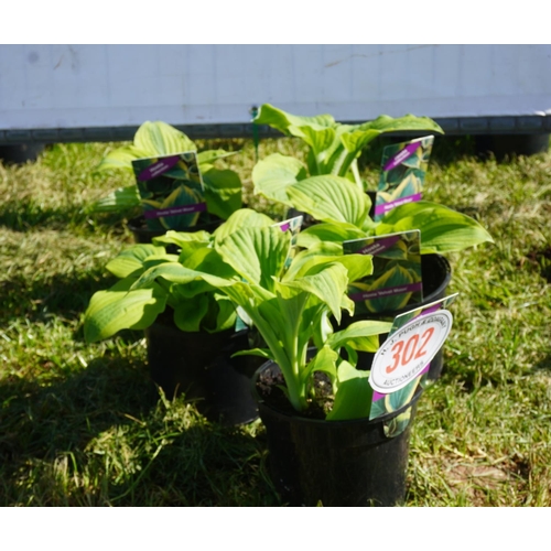 302 - Hosta 5 +VAT