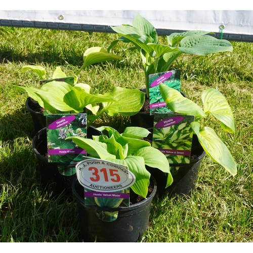 315 - Hosta 5 +VAT