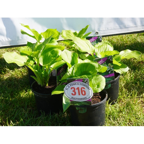 316 - Hosta 5 +VAT