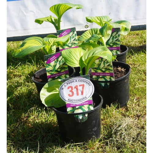 317 - Hosta 5 +VAT