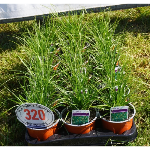 320 - Carex 15 +VAT