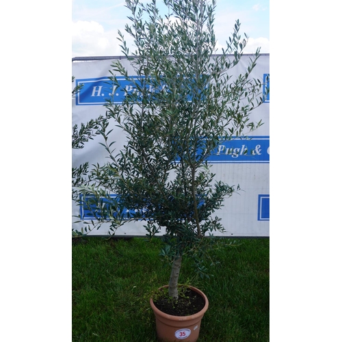 35 - Standard Olive 7ft +VAT