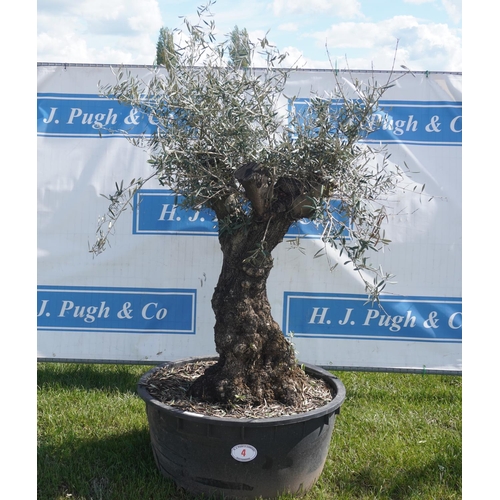 4 - Specimen Olive 6ft +vat