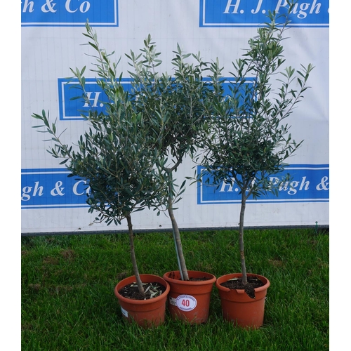 40 - Olives 3 - 4ft +VAT