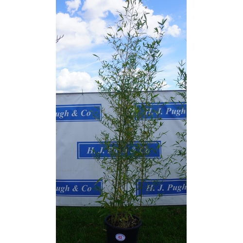 43 - Bamboo 10ft +VAT