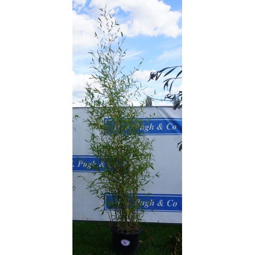 44 - Bamboo 10ft +VAT