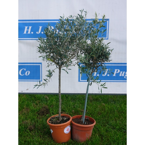 45 - Olives 2 - 4ft +VAT