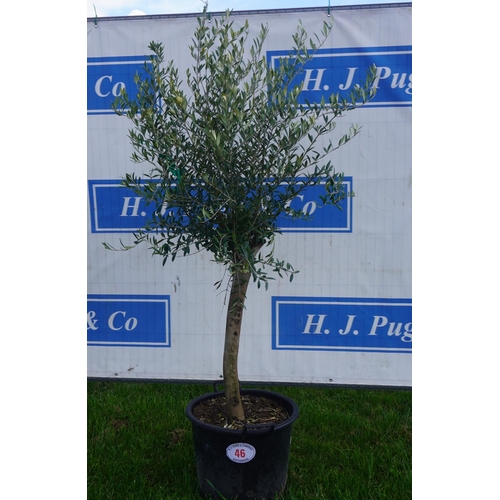 46 - Standard Olive 6ft +VAT