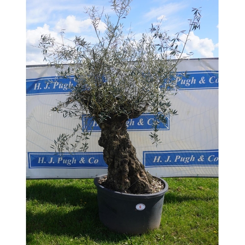 6 - Specimen Olive 8ft +vat