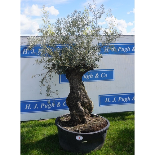 8 - Specimen Olive 8ft +vat