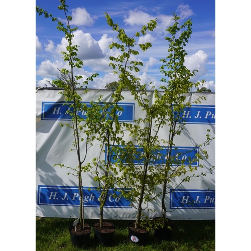 92 - Betula 4 - 7ft +VAT