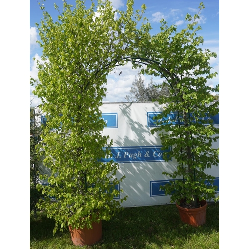 97 - Carpinus Betula 2 - 11ft (forms an arch) +VAT