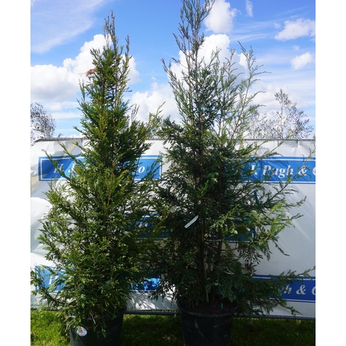 96 - Buxus 2 - 10ft +VAT