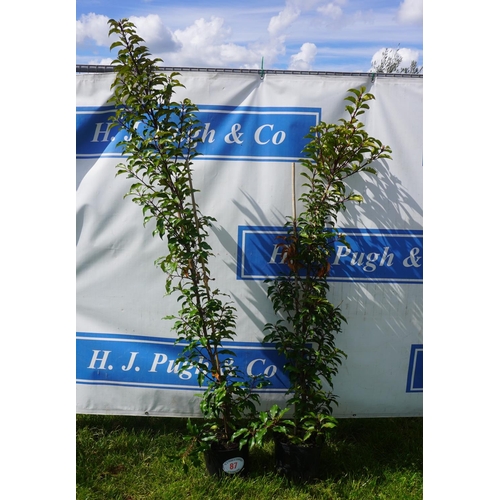 87 - Prunus 2 +VAT