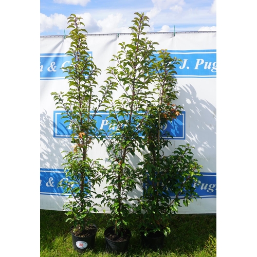 88 - Prunus 3 +VAT