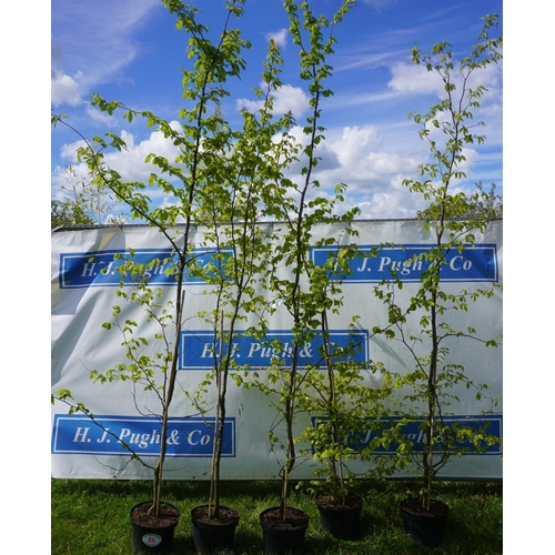 89 - Betula 5 - 7ft +VAT