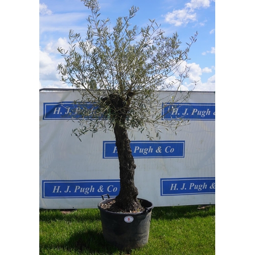 9 - Specimen Olive 9ft +vat