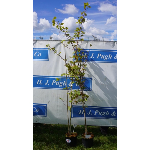 91 - Acer 2 - 8ft +VAT