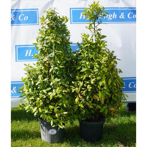 94 - Shaped Laurel 2 - 6ft +VAT