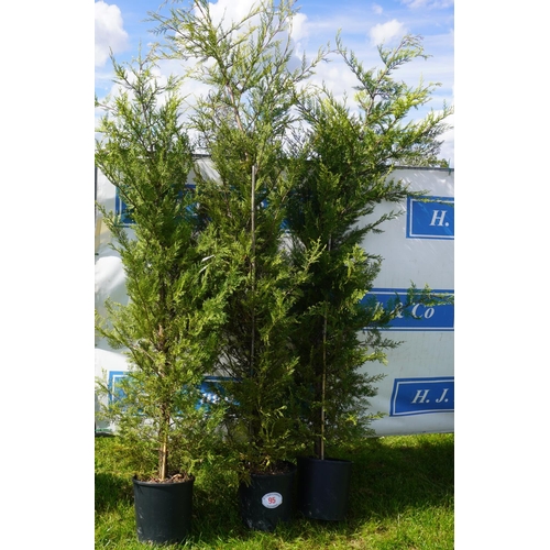 95 - Conifer 3 - 8ft +VAT