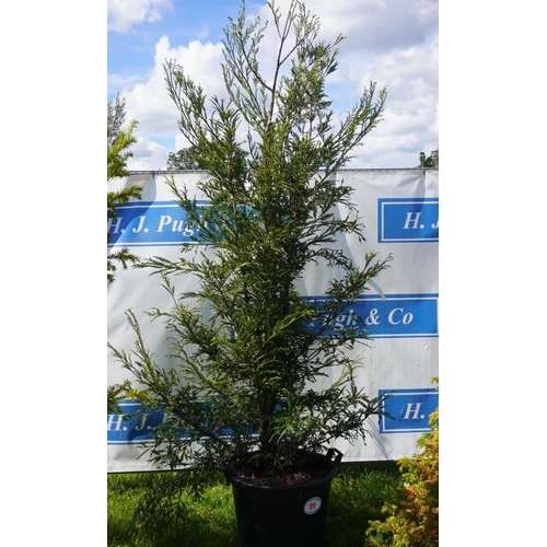 99 - Sequoia 10ft +VAT