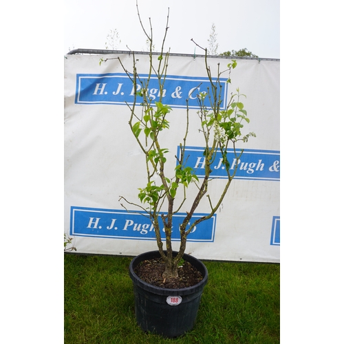 188 - Syringa 6ft +VAT