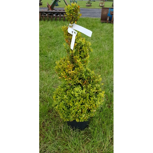 1367 - Spiral Buxus 24