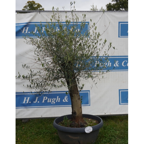 2272 - Standard olive approximately 6ft