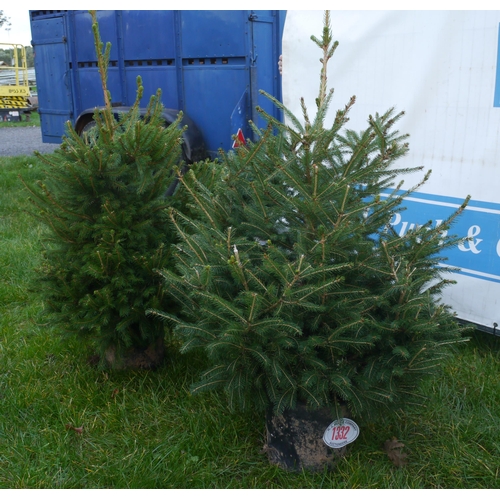 1332 - Potted Christmas trees -2