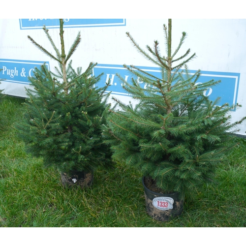 1333 - Potted Christmas trees -2