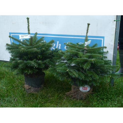 1334 - Potted Nordmann fire trees -2