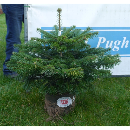 1336 - Potted Nordmann fir tree