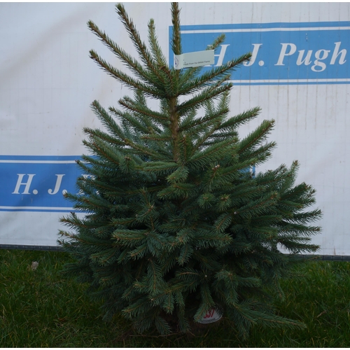 1337 - Potted blue spruce tree