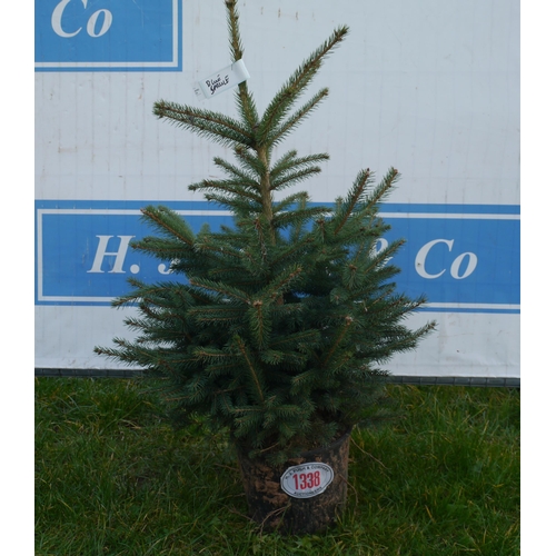 1338 - Potted blue spruce tree