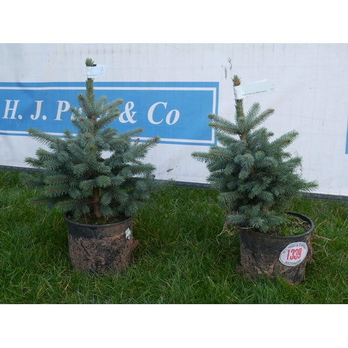 1339 - Potted blue spruce tree -2