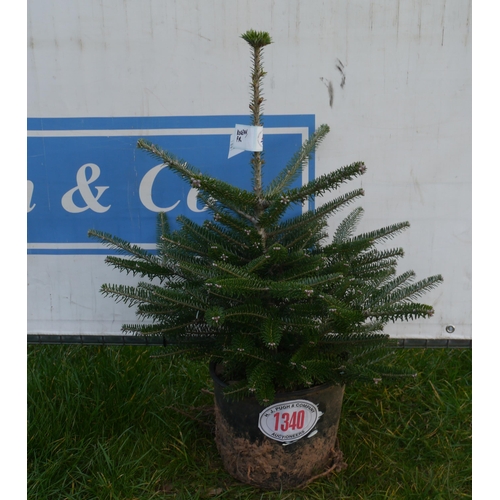 1340 - Potted Korean fir tree