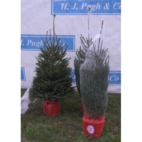 106 - Norway spruce Xmas tree. Pot grown -3