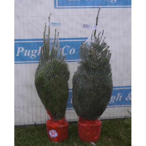 107 - Norway Spruce Xmas tree, pot grown -2