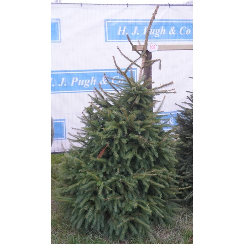 108 - Norway Spruce Xmas tree 6ft. All fresh cut