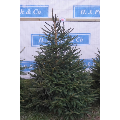 109 - Norway Spruce Xmas tree 6ft. All fresh cut