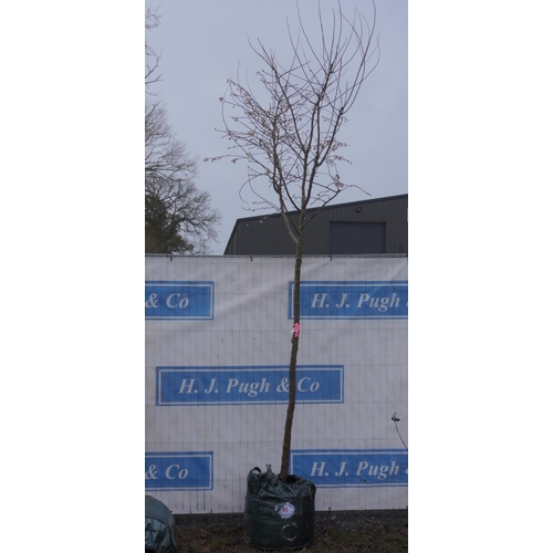 11 - Prunus Rosea 10ft