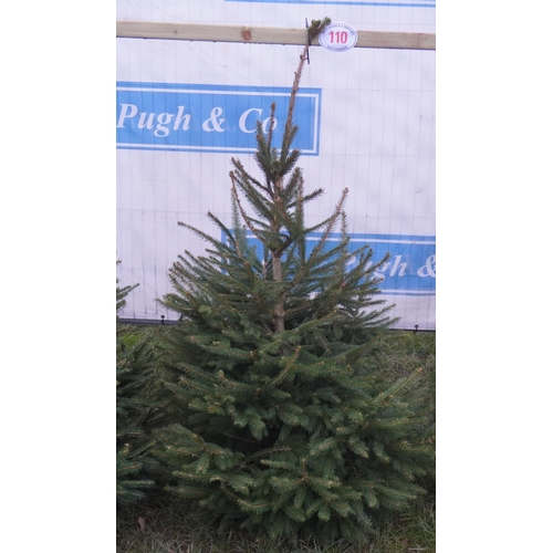 110 - Norway Spruce Xmas tree 6ft. All fresh cut