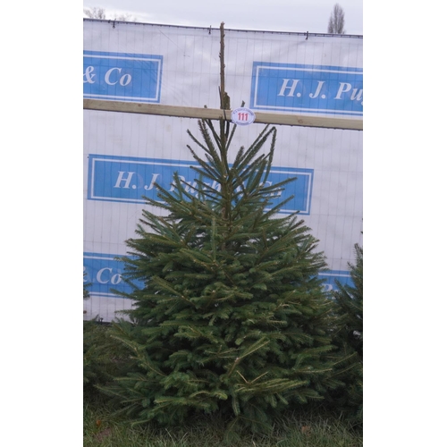 111 - Norway Spruce Xmas tree 6ft. All fresh cut