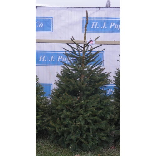 112 - Norway Spruce Xmas tree 6ft. All fresh cut