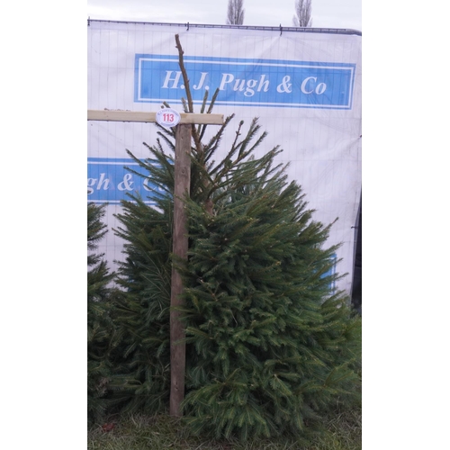 113 - Norway Spruce Xmas tree 6ft. All fresh cut