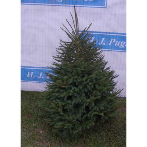 114 - Norway Spruce Xmas tree 6ft. All fresh cut