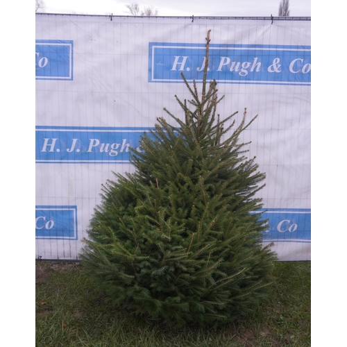 115 - Norway Spruce Xmas tree 6ft. All fresh cut