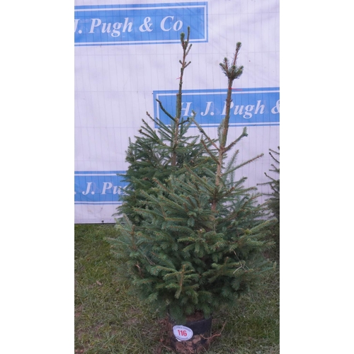 116 - Norway spruce, pot grown 5ft -2